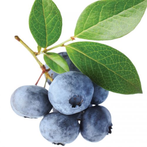 The lost plot: Blueberries