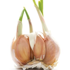 The lost plot: How to grow garlic